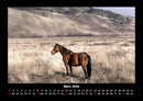 Pferdegeflüster Fotokalender 2026 - 3