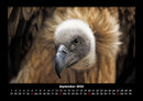 Vogelparadies Fotokalender 2026 - 9