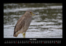 Vogelparadies Fotokalender 2026 - 6