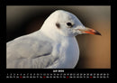 Vogelparadies Fotokalender 2026 - 7