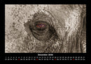 Elefanten - Die sanften Riesen Afrikas Fotokalender 2026 - 12