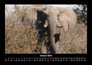 Elefanten - Die sanften Riesen Afrikas Fotokalender 2026 - 1
