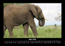 Elefanten - Die sanften Riesen Afrikas Fotokalender 2026 - 3