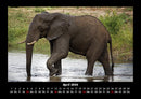 Elefanten - Die sanften Riesen Afrikas Fotokalender 2026 - 4
