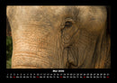 Elefanten - Die sanften Riesen Afrikas Fotokalender 2026 - 5