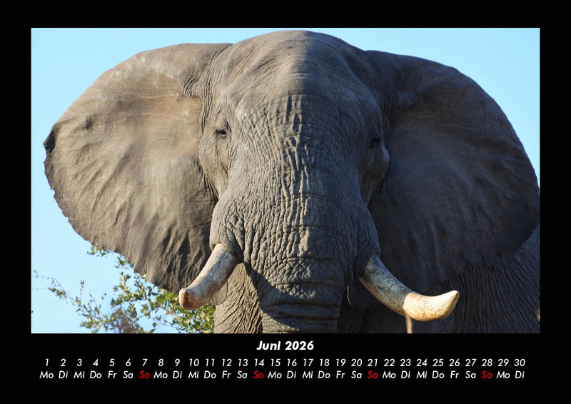 Elefanten - Die sanften Riesen Afrikas Fotokalender 2026 - 6