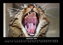 Für Katzenfreunde Fotokalender 2026 - 9