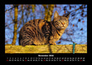 Für Katzenfreunde Fotokalender 2026 - 11