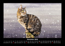 Für Katzenfreunde Fotokalender 2026 - 12