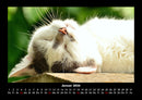 Für Katzenfreunde Fotokalender 2026 - 1