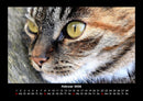 Für Katzenfreunde Fotokalender 2026 - 2