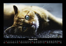 Für Katzenfreunde Fotokalender 2026 - 8