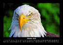 Adler Fotokalender 2026 - 10