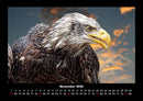 Adler Fotokalender 2026 - 11