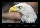 Adler Fotokalender 2026 - 12