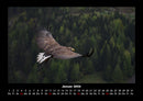 Adler Fotokalender 2026 - 1