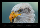 Adler Fotokalender 2026 - 2
