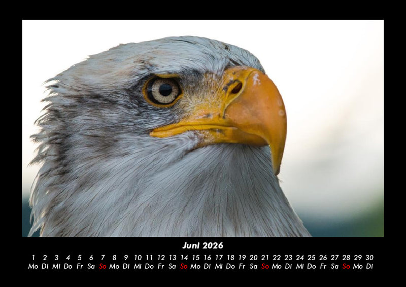 Adler Fotokalender 2026 - 6