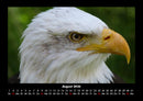 Adler Fotokalender 2026 - 8