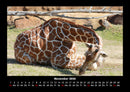 Giraffen Fotokalender 2026 - 11