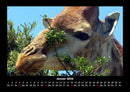 Giraffen Fotokalender 2026 - 1