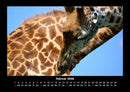 Giraffen Fotokalender 2026 - 2