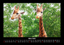 Giraffen Fotokalender 2026 - 3