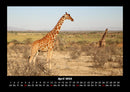Giraffen Fotokalender 2026 - 4