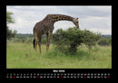 Giraffen Fotokalender 2026 - 5