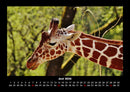 Giraffen Fotokalender 2026 - 6