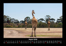 Giraffen Fotokalender 2026 - 8
