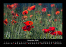 Blumenträume Fotokalender 2026 - 12