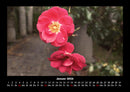 Blumenträume Fotokalender 2026 - 1