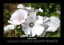 Blumenträume Fotokalender 2026 - 2