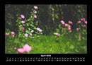 Blumenträume Fotokalender 2026 - 4