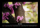 Blumenträume Fotokalender 2026 - 5
