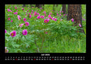 Blumenträume Fotokalender 2026 - 7