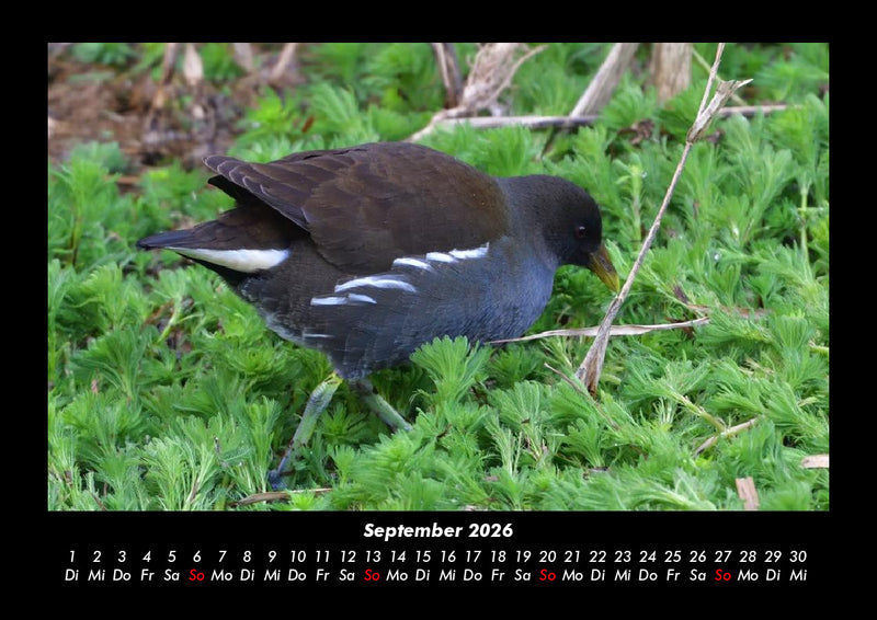 Welt der Tiere Fotokalender 2026 - 9