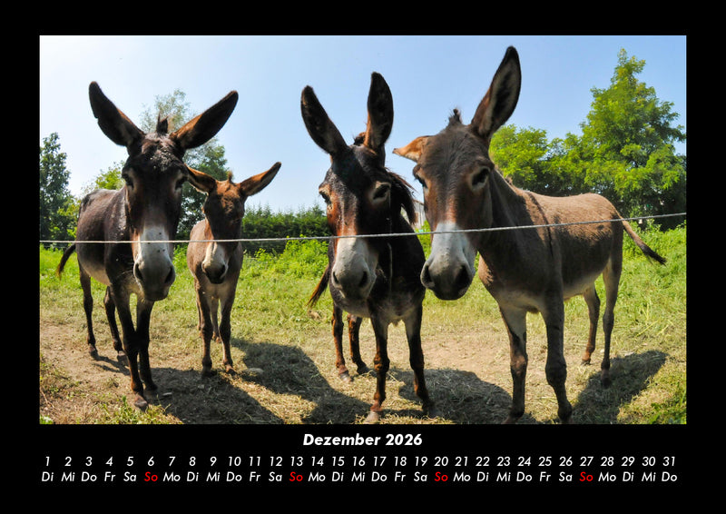 Welt der Tiere Fotokalender 2026 - 12