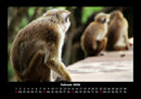 Welt der Tiere Fotokalender 2026 - 2