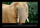 Welt der Tiere Fotokalender 2026 - 6