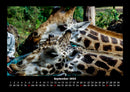 Giraffen Fotokalender 2026 - 9