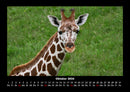 Giraffen Fotokalender 2026 - 10
