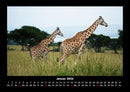 Giraffen Fotokalender 2026 - 1