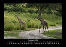 Giraffen Fotokalender 2026 - 2