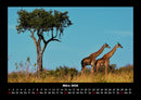 Giraffen Fotokalender 2026 - 3