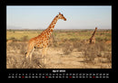 Giraffen Fotokalender 2026 - 4
