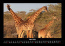 Giraffen Fotokalender 2026 - 5