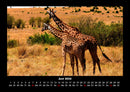 Giraffen Fotokalender 2026 - 6