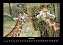 Giraffen Fotokalender 2026 - 7